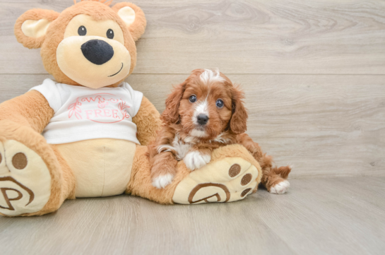 VANCE, a Cavapoo littermate