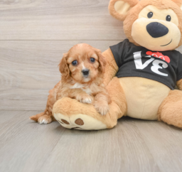 6 week old Cavapoo Puppy For Sale - Seaside Pups