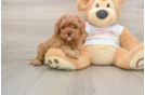 Cute Cavapoo Baby