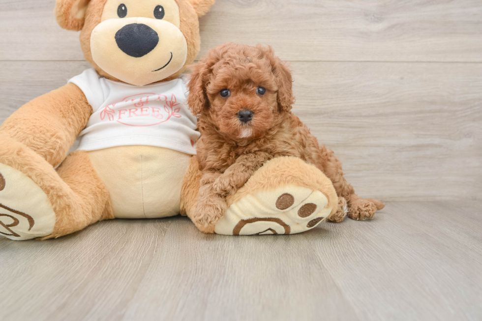 Cavapoo Puppy for Adoption
