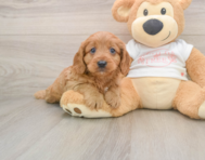 9 week old Cavapoo Puppy For Sale - Seaside Pups