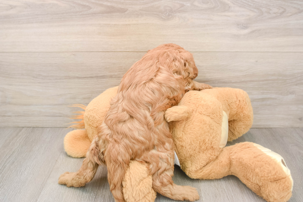 Cavapoo Pup Being Cute