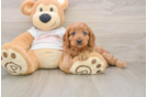 Cavapoo Puppy for Adoption