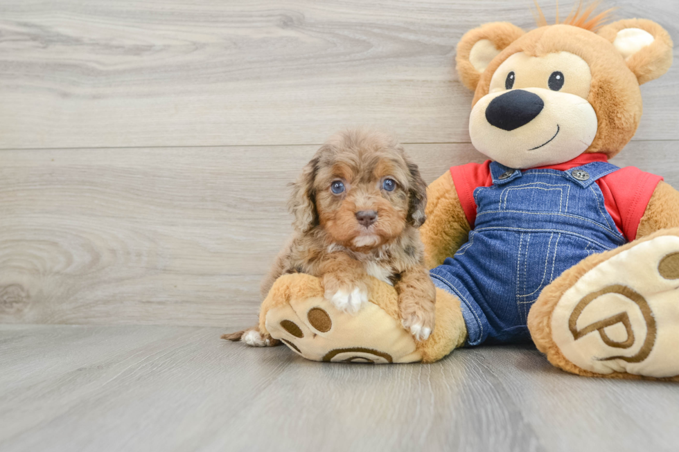 Happy Cavapoo Baby