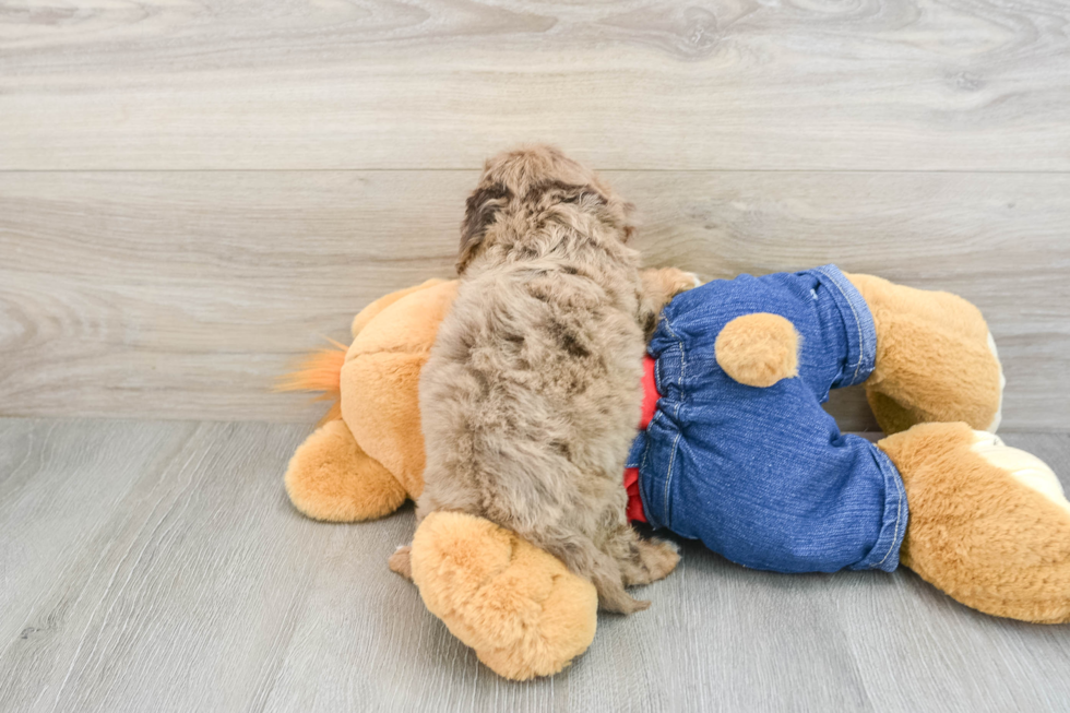 Fluffy Cavapoo Poodle Mix Pup