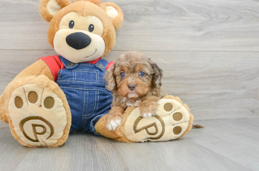 5 week old Cavapoo Puppy For Sale - Seaside Pups