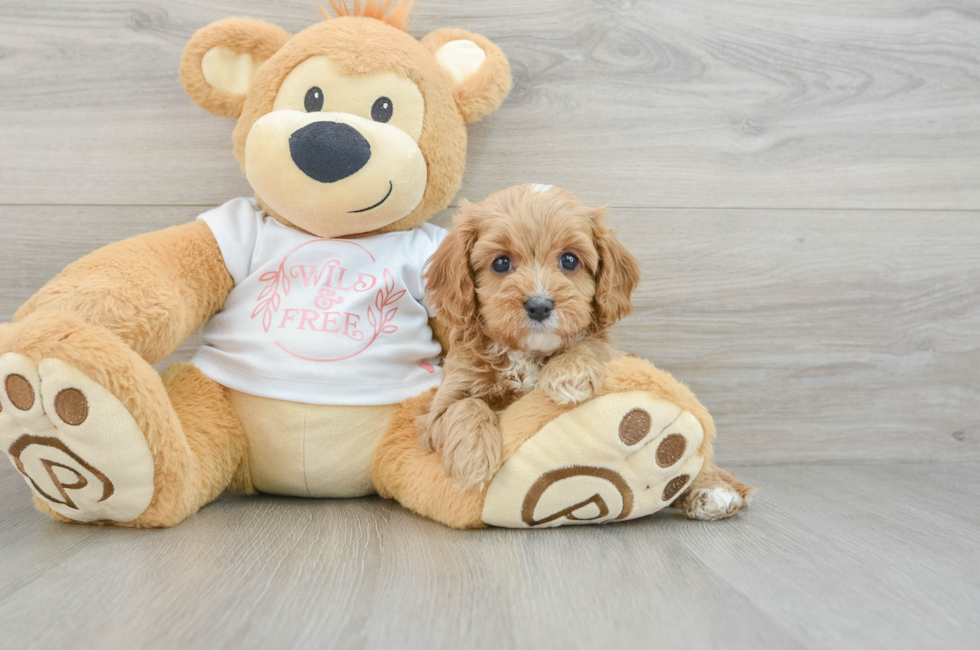 6 week old Cavapoo Puppy For Sale - Seaside Pups