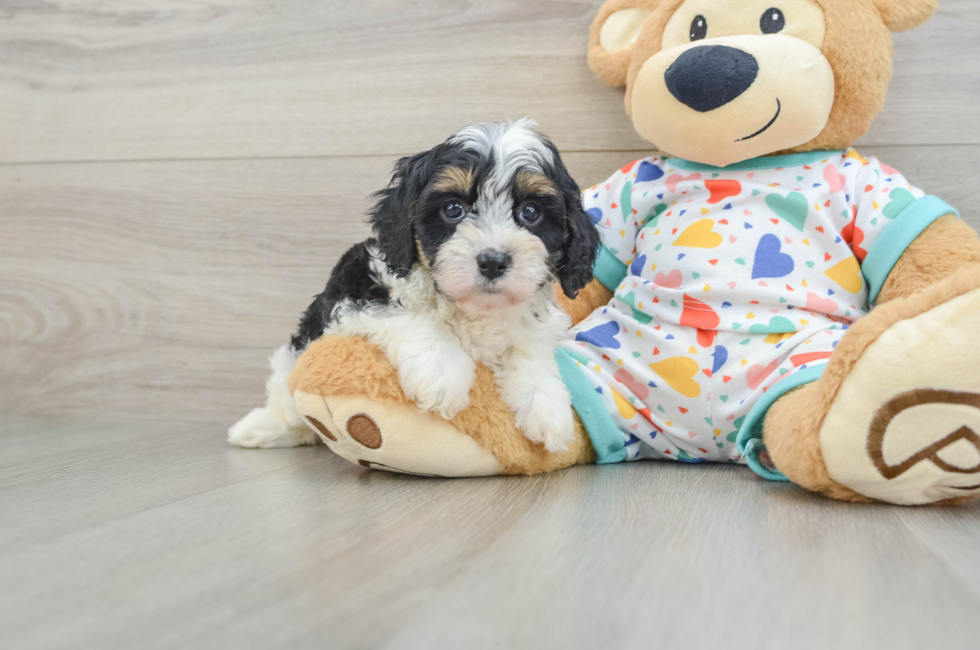 6 week old Cavapoo Puppy For Sale - Seaside Pups