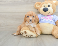 8 week old Cavapoo Puppy For Sale - Seaside Pups