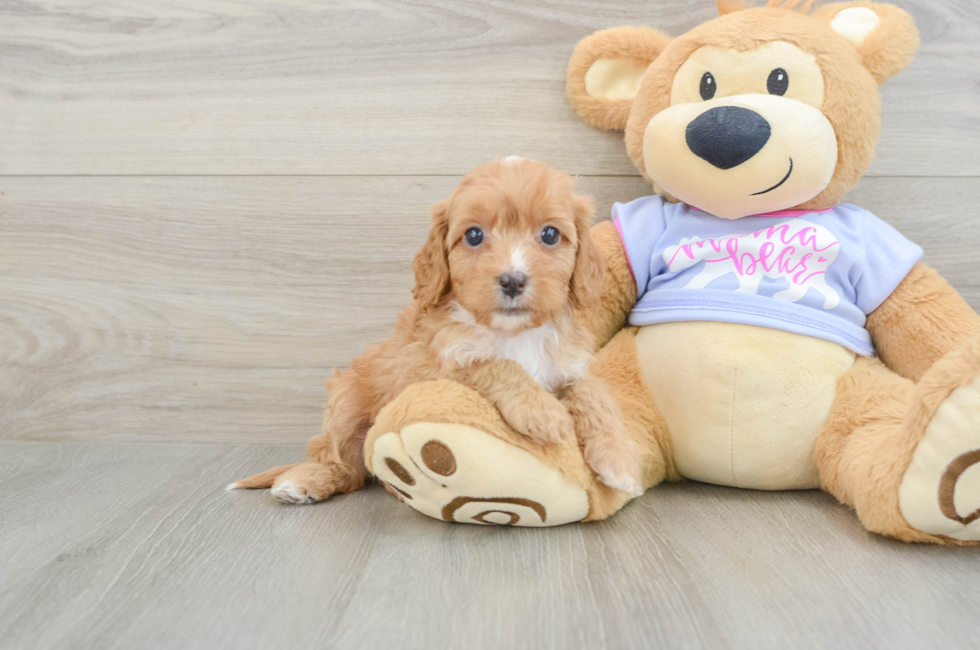 6 week old Cavapoo Puppy For Sale - Seaside Pups