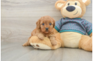Best Cavapoo Baby