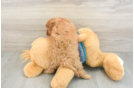 Best Cavapoo Baby