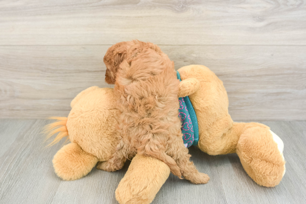 Best Cavapoo Baby