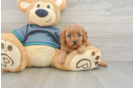 Sweet Cavapoo Baby