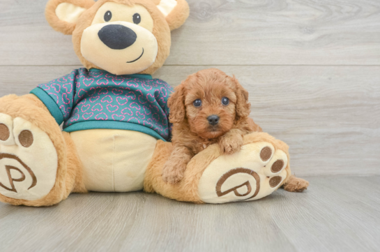 Sweet Cavapoo Baby