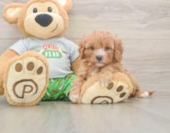 8 week old Cavapoo Puppy For Sale - Seaside Pups