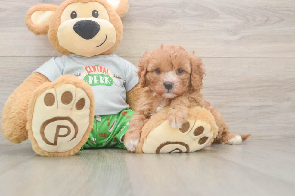 5 week old Cavapoo Puppy For Sale - Seaside Pups