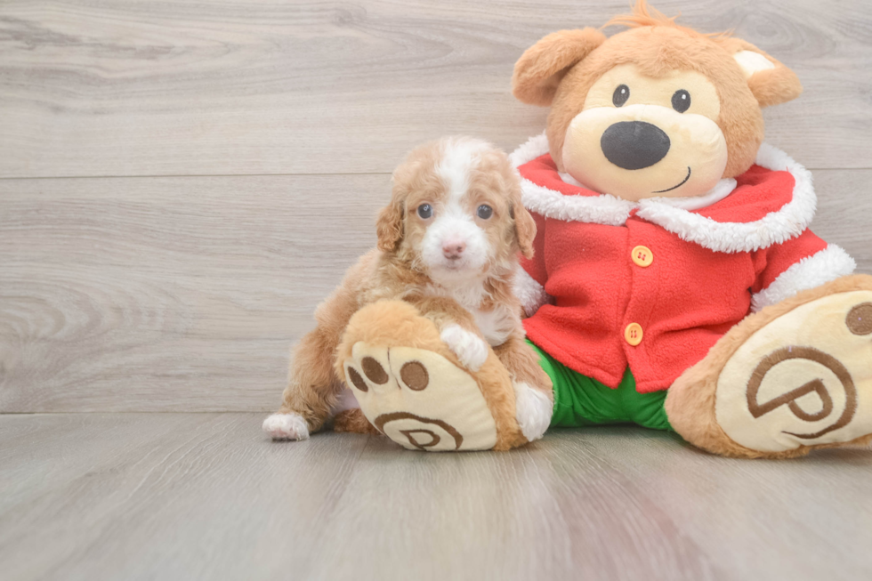 Cavapoo Pup Being Cute
