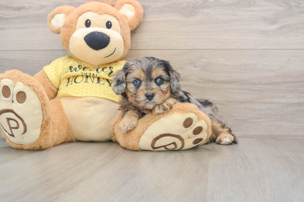 Cavapoo Pup Being Cute