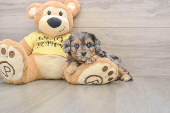 Cavapoo Pup Being Cute