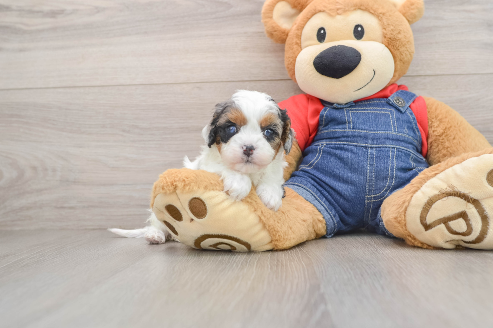 Best Cavapoo Baby