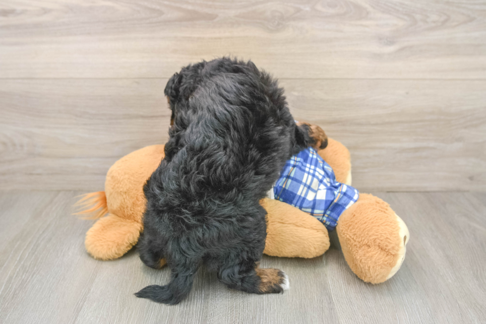 Cute Cavapoo Baby