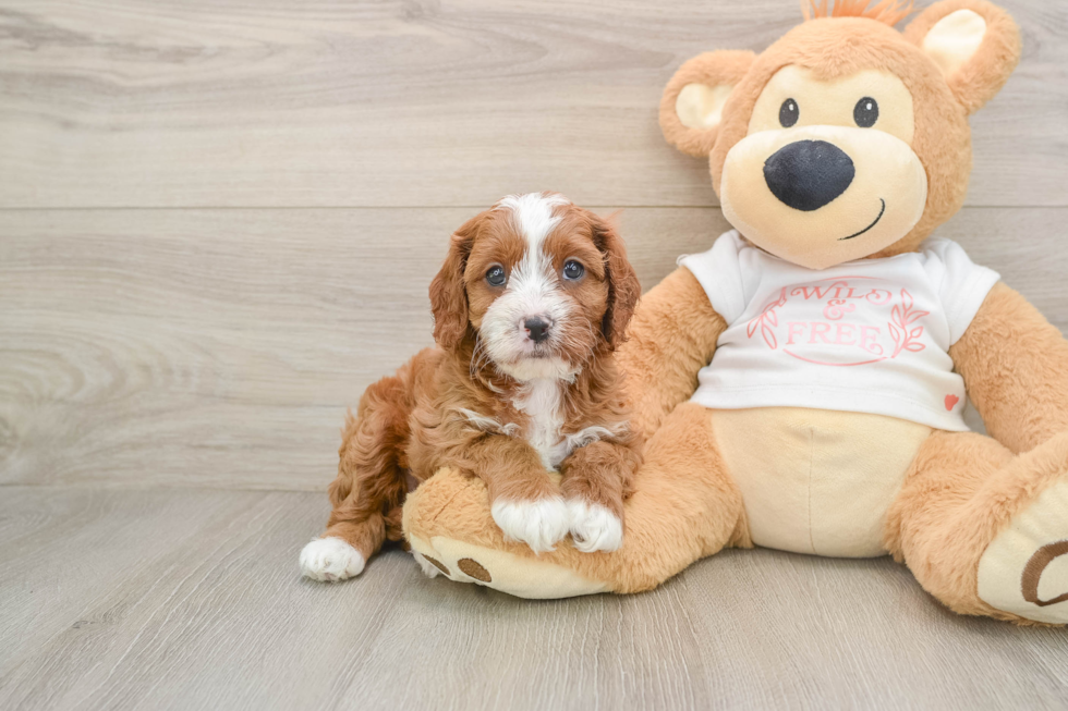 Cavapoo Pup Being Cute