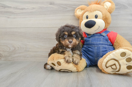 Cavapoo Pup Being Cute