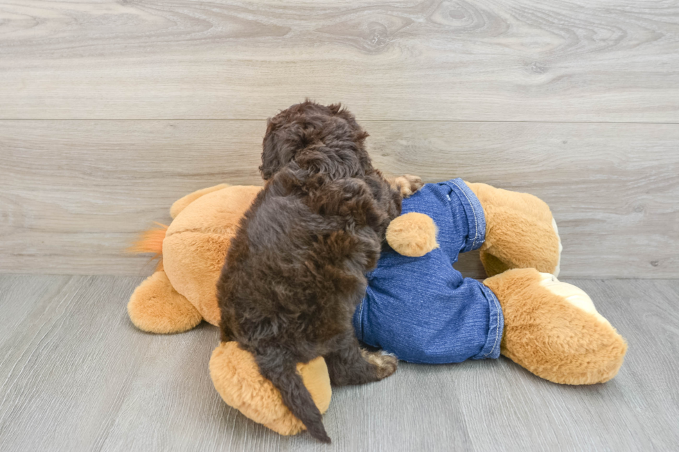 Cavapoo Pup Being Cute