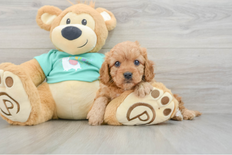 Energetic Cavoodle Poodle Mix Puppy