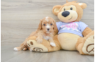 Petite Cavapoo Poodle Mix Pup