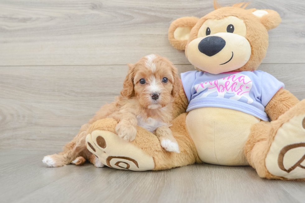 Petite Cavapoo Poodle Mix Pup
