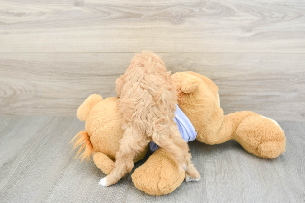 Cute Cavapoo Baby