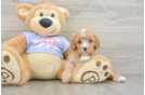 Funny Cavapoo Poodle Mix Pup