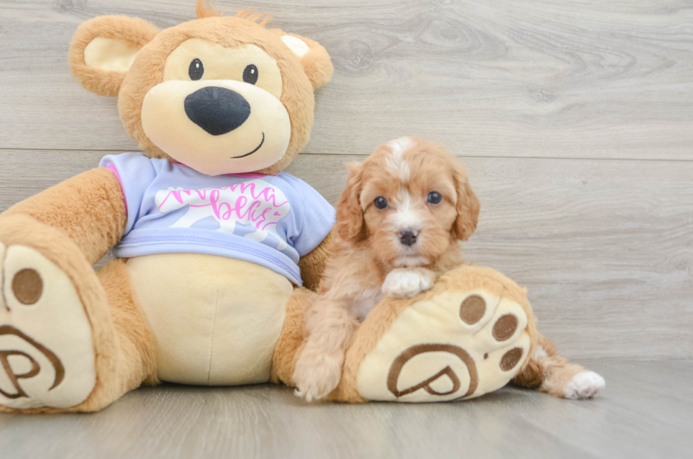 6 week old Cavapoo Puppy For Sale - Seaside Pups