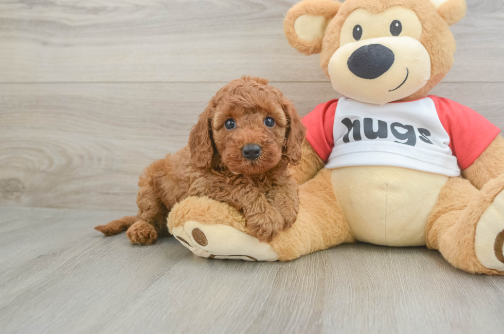 5 week old Cavapoo Puppy For Sale - Seaside Pups