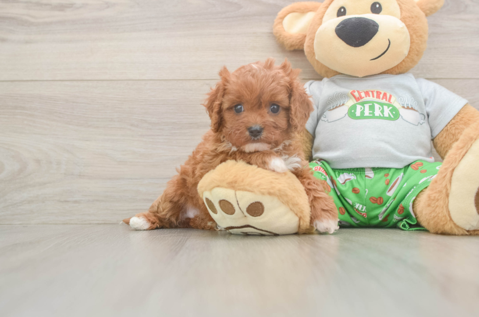 5 week old Cavapoo Puppy For Sale - Seaside Pups