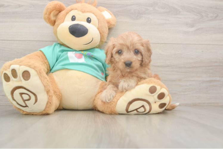 Cavapoo Puppy for Adoption
