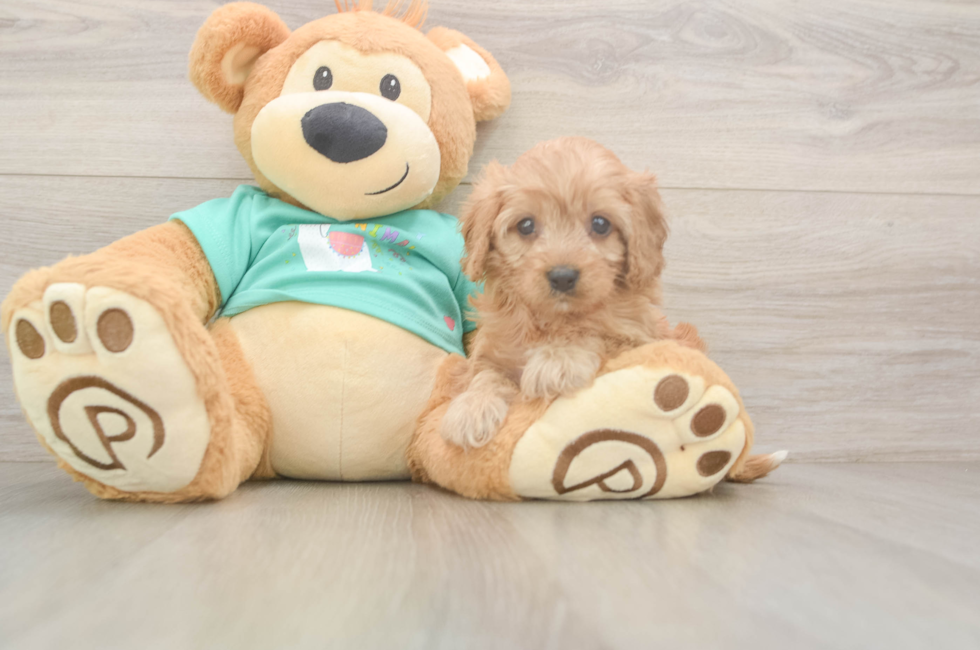 6 week old Cavapoo Puppy For Sale - Seaside Pups