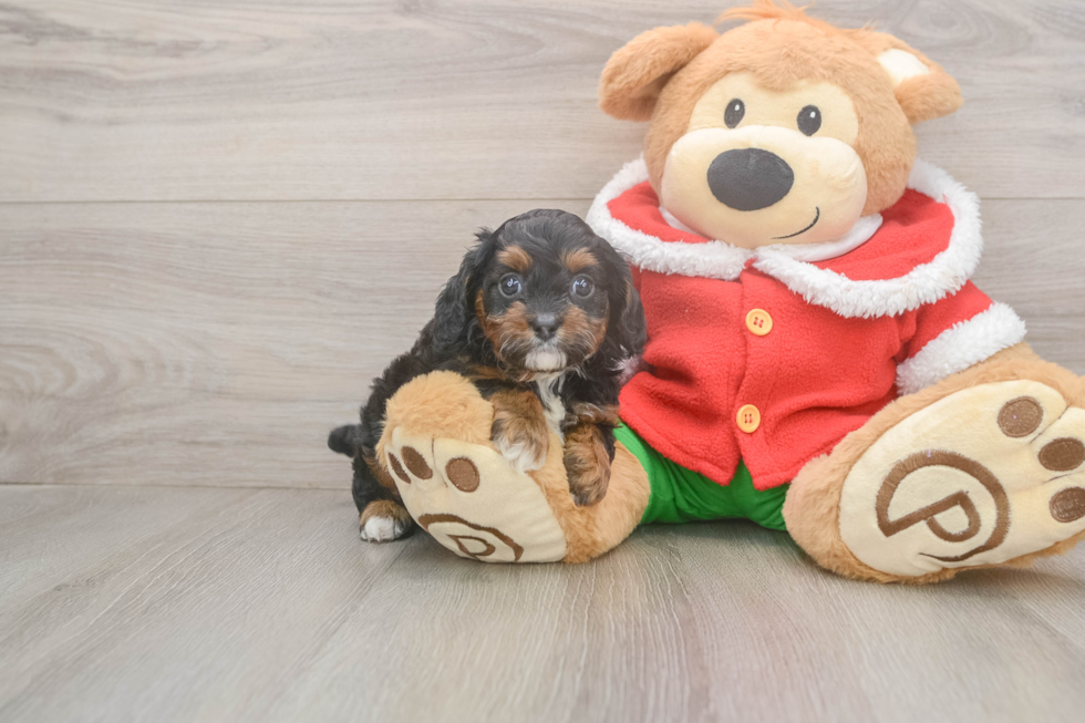 Petite Cavapoo Poodle Mix Pup