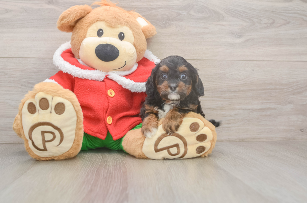 5 week old Cavapoo Puppy For Sale - Seaside Pups