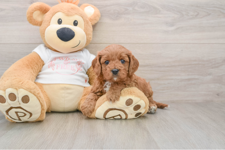 Energetic Cavoodle Poodle Mix Puppy
