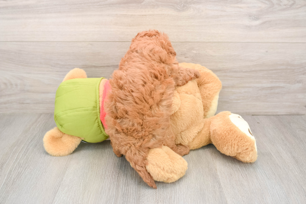 Hypoallergenic Cavadoodle Poodle Mix Puppy