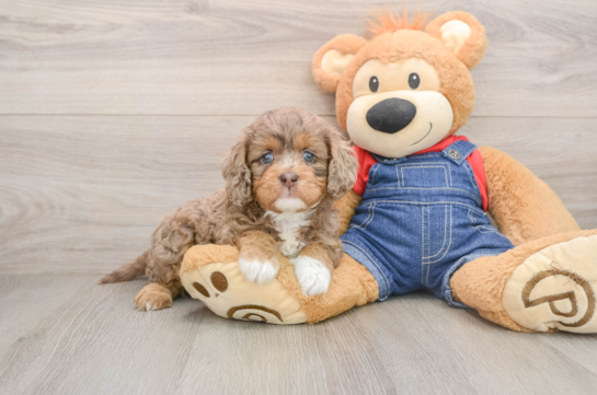 Cavapoo Puppy for Adoption