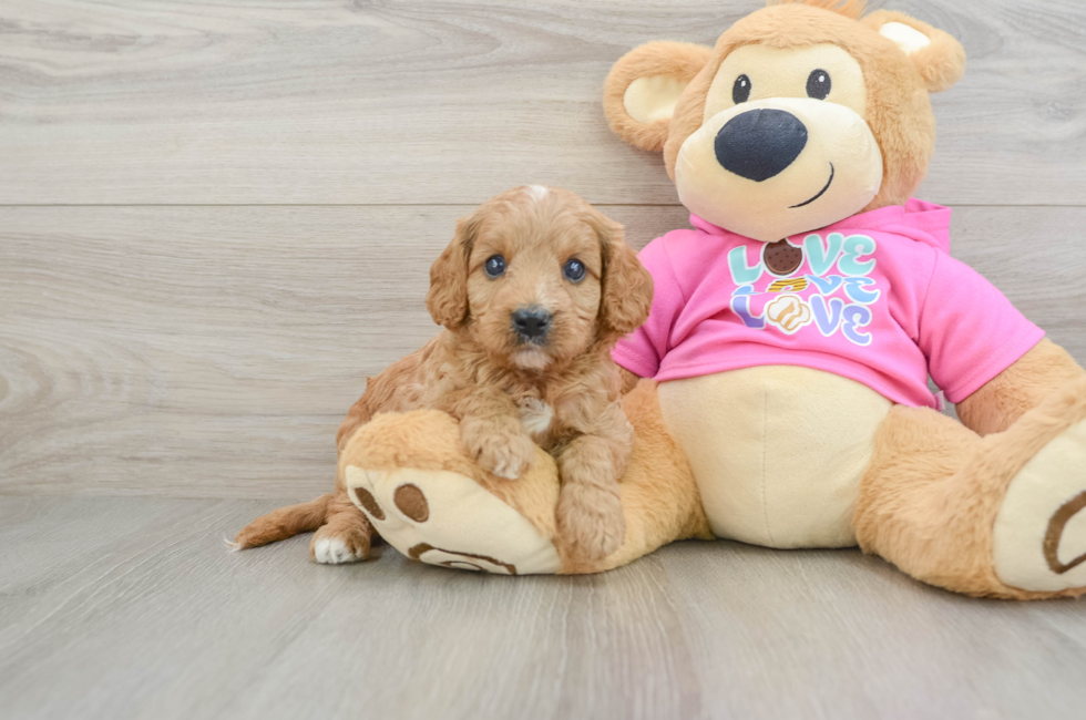7 week old Cavapoo Puppy For Sale - Seaside Pups