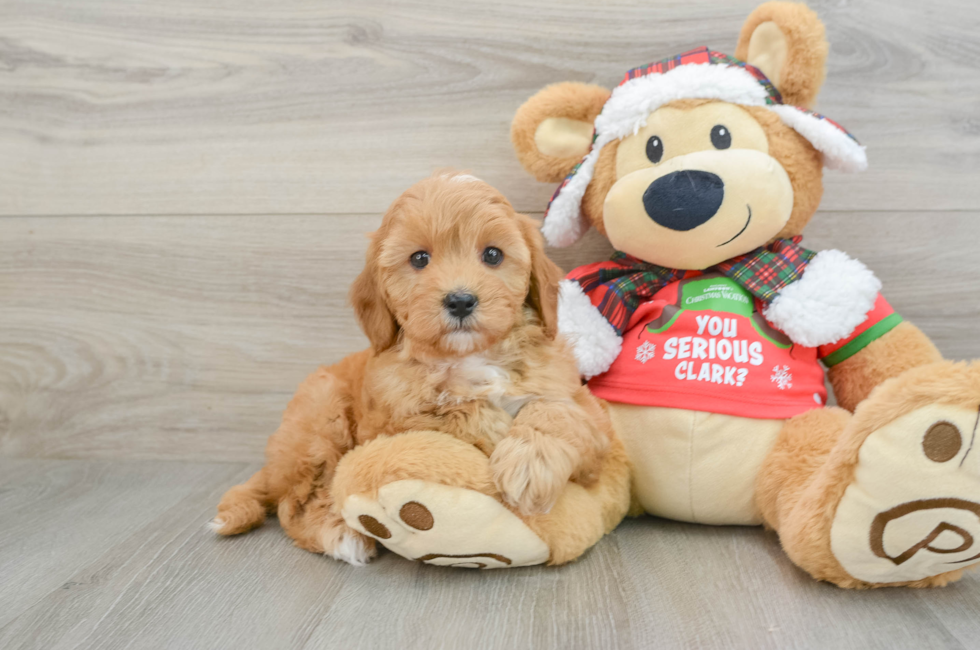 5 week old Cavapoo Puppy For Sale - Seaside Pups