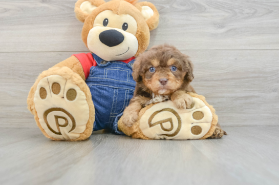 Cavapoo Pup Being Cute