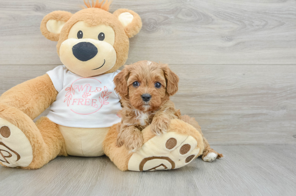 6 week old Cavapoo Puppy For Sale - Seaside Pups