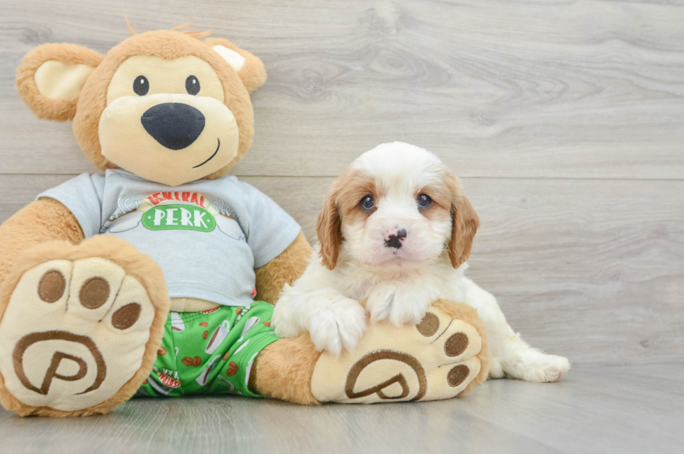 6 week old Cavapoo Puppy For Sale - Seaside Pups