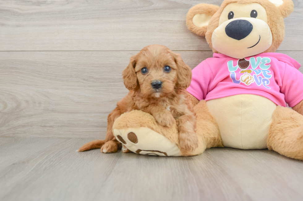 7 week old Cavapoo Puppy For Sale - Seaside Pups